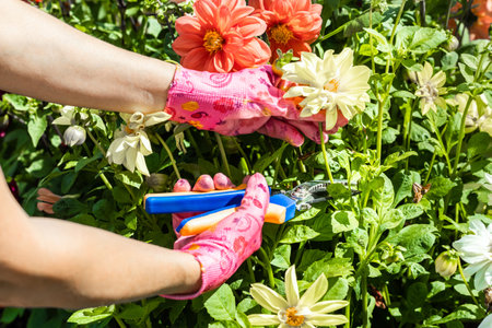 woman cutting yellow dahlia flower in garden, close-up. gardener trims dahlia flowers. flower care in the garden. yellow dahlia flower.の写真素材