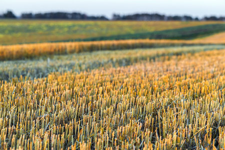 fragment of a mown field after harvesting wheat, photographed with shallow depth of field. Straw on garden plots. High quality photoの写真素材