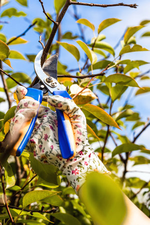woman in gardening gloves cutting dry branch with scissors. a gloved hand holds scissors with which it cuts a branch. vertical photo.の写真素材