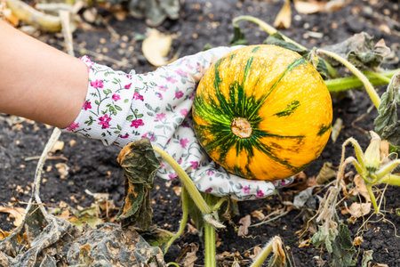 hand in gardening glove holding small pumpkin. man holding a pumpkin. pumpkin harvest. pumpkin grows in the gardenの写真素材