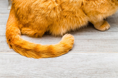 red tail of a cat sitting on the floor. separate part of the cat. red cat tail
