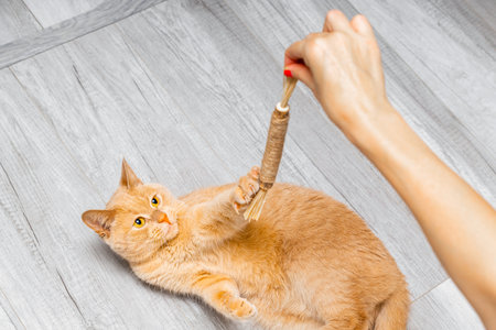 woman playing with ginger domestic cat, close-up. domestic cat playing with matatabi stick, close-up. cat teeth cleaning toy.の写真素材