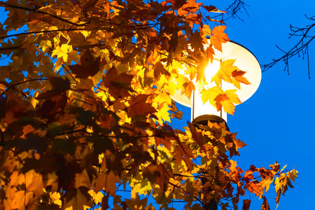 street lamp in autumn park, close-up. autumn leaves in the light of a street lamp. autumn...
