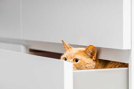 ginger domestic cat hiding in dresser drawer. cat peeking out of closet drawer. a timid cat hides from people. big cat eyes. psychology of catsの写真素材