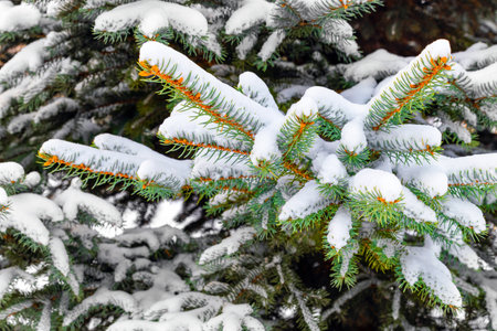 pine green branches covered with white snow. spruce branches covered with snowの写真素材