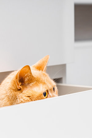 ginger domestic cat hiding in dresser drawer. cat peeking out of closet drawer. a timid cat hides from people. Vertical photoの写真素材