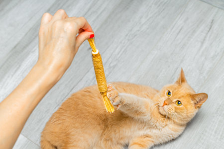 woman playing with ginger domestic cat, close-up. domestic cat playing with matatabi stick, close-up.の写真素材