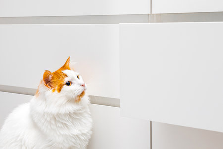 domestic cat looking at open cabinet drawer. curious cat wants to climb into the closet. curious cat emotion in catの写真素材