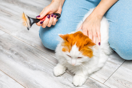 woman brushing her cute cat on the floor of the room, close-up. cat hair on a comb. cat grooming at home. domestic cat care.の写真素材