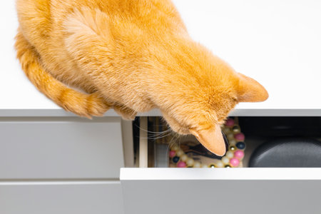 ginger cat looks into open chest of drawers. ginger cat sitting on dresser tabletop. curious cat a cat looks into an open boxの写真素材