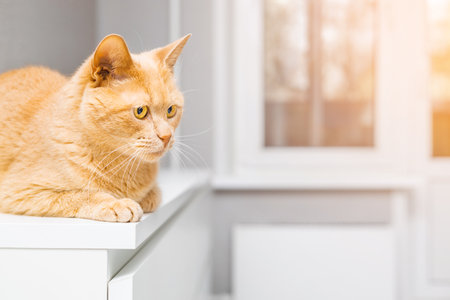 cute cat sitting on dresser in room. ginger cat is sitting on the corner of the table. cat with big eyes. photo of a cat with space for an inscription.の写真素材