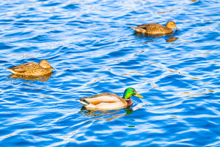 a beautiful drake swims surrounded by ducks. ducks swim on blue water.の写真素材