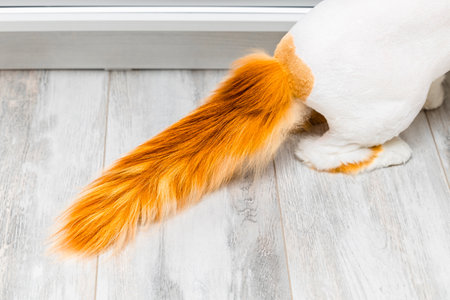 red cat tail lies on the floor. fluffy red tail. part of a cat.の写真素材