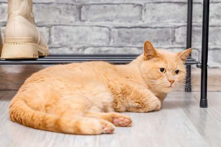 ginger cat lies near the shoe rack. cat lies on the floor. High quality photoの写真素材