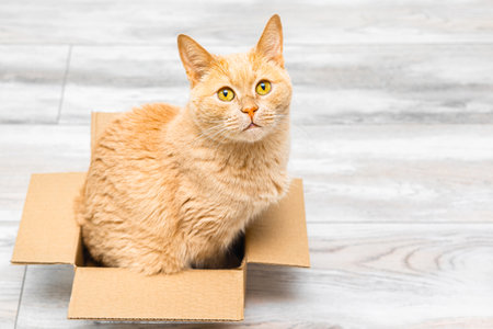ginger cat sits in a small cardboard box. cats like to sit in boxes. strange behavior in cats.の写真素材