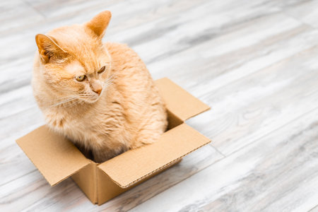 ginger cat sits in a small cardboard box. cats like to sit in boxes. strange behavior in cats. eccentricities of cats.の写真素材