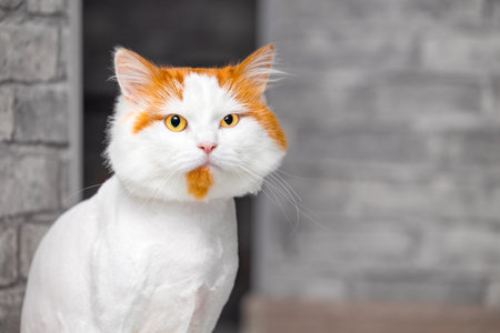 white cat with red head against wall. cat after haircut. cat after groomingの写真素材