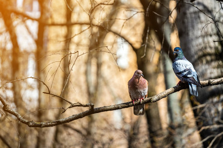 two doves sitting on a tree branch during mating season. mating season for pigeons. dove on a branch. couple in loveの写真素材