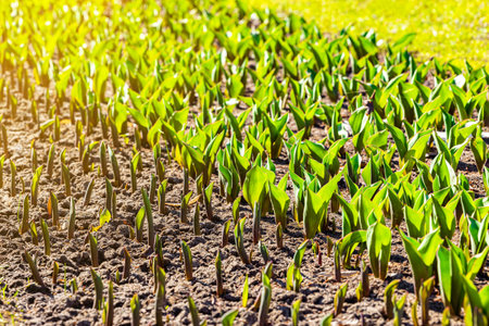 bed of young green tulips, close-up. young tulips grow on the ground. growing tulips young shoots of tulipsの写真素材