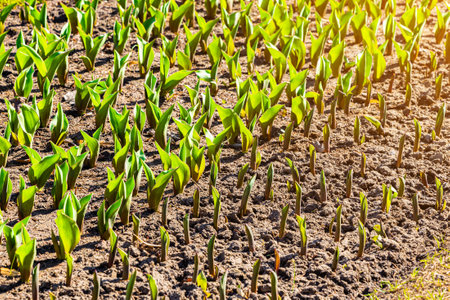 bed of young green tulips, close-up. young tulips grow on the ground. young shoots of tulips.の写真素材