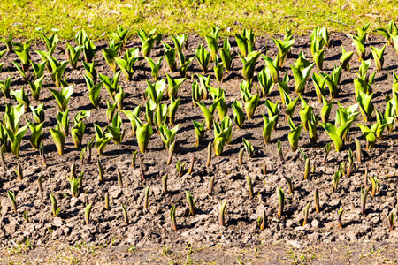 bed of young green tulips, close-up. young tulips grow on the ground. young shoots of tulips. lawn...