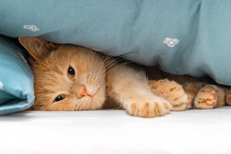 ginger cat lies on the bed under the blanket. the cat hid under the blanket. the cat is sleeping on the bedの写真素材