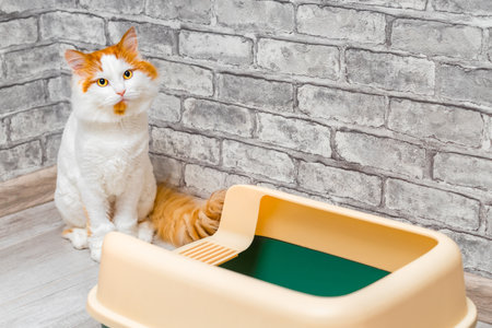 white ginger cat sits near cat litter box. high-sided cat litter box. domestic cat wants to go to the toiletの写真素材