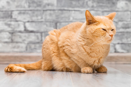 ginger cat sitting on the floor at home. the cat looks away.の写真素材