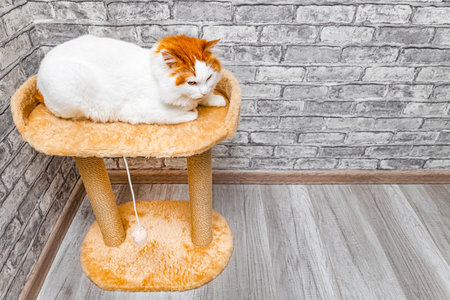 image of a cat lying in a bed with space for an description. play complex for cats. scratching post for catの写真素材