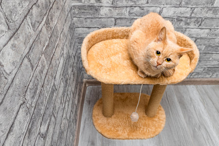 image of a cat lying in a bed with space for an description. play complex for cats. scratching post for cat. High quality photoの写真素材