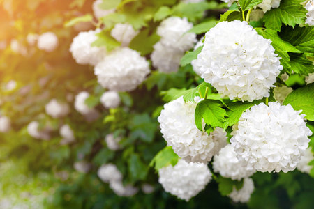 decorative viburnum in the garden, close-up. white flowers on a viburnum bush. ornamental viburnum buldenezh. terry viburnumの写真素材