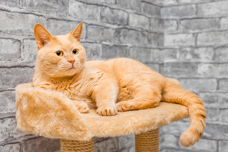 a ginger cat sits on the top tier of a play complex. the cat is sitting in the bed. High quality photoの写真素材