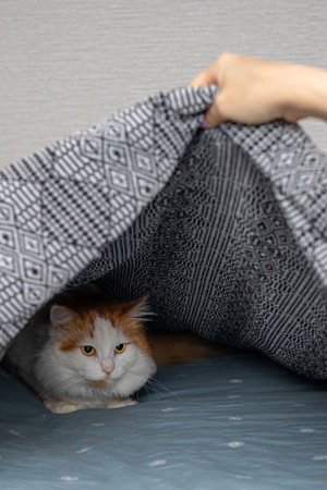 cat lies on the bed under the blanket. the cat hid under the blanket from people. The breeder found a cat under the blanket. vertical photoの写真素材