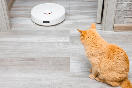 cat looks at working robot vacuum cleaner. cleaning cat hair at home. vacuum cleaner removes cat hair from the floor.の写真素材