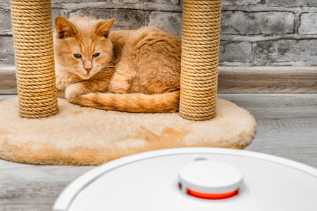 The cat looks warily at the working robot vacuum cleaner. cleaning cat hair at home. the cat is afraid of the vacuum cleaner. cat hiding from robot vacuum cleanerの写真素材