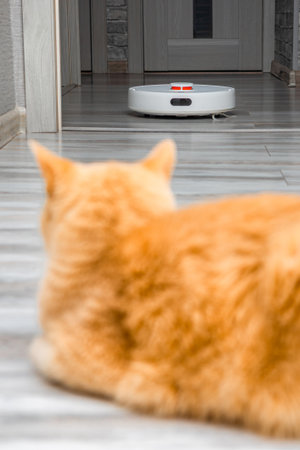 cat looks at working robot vacuum cleaner. cleaning cat hair at home. vertical photoの写真素材