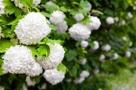 decorative viburnum in the garden, close-up. ornamental viburnum buldenezh. terry viburnum.の写真素材