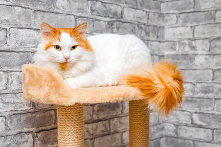 white and red cat lies on the top tier of a play complex. the cat is lying in the bed.の写真素材