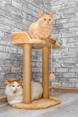 two cats sitting on a cat play structure. play complex for cats. two cats in the house.の写真素材
