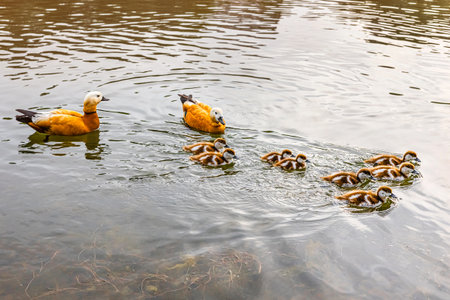 Ruddy duck teaches little ducklings to swim. ducklings learn to swim. duck family ducks are swimming in the pondの写真素材