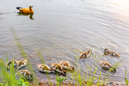 little ducklings swim near the grassy shore. little ducklings looking for food. a duck teaches ducklings to get foodの写真素材