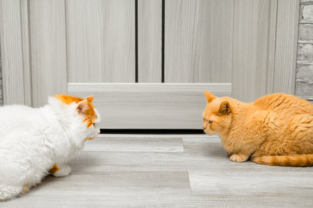 two cats are sitting in front of a closed door. two cats in the house. conflict between cats. relationship between catsの写真素材