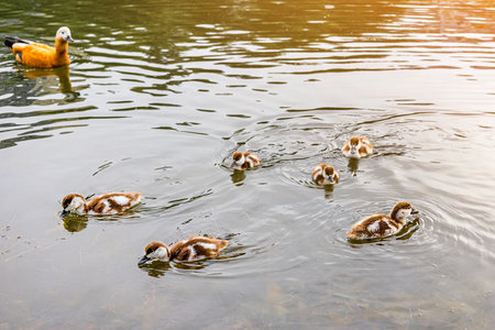 Ruddy duck teaches little ducklings to swim. ducklings learn to swim. ducks are swimming in the...