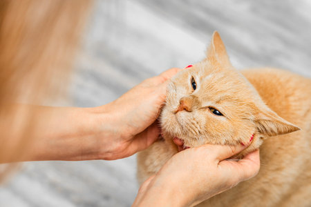 woman petting her beloved ginger cat, close-up. the breeder pets the cat. favorite cat scratch the cat's cheeksの写真素材