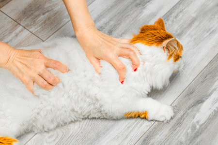 The breeder gives the cat a massage. woman petting cat the breeder kneads the cat. massage for catの写真素材