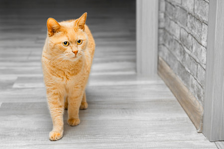 ginger cat walking across the room. ginger cat walks in the house, close-up. cat in motion. cat walk.の写真素材