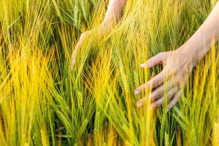 female hands touching barley ears in a field. field of young barley. barley field in the sun.の写真素材