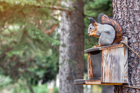 a squirrel sits on a squirrel feeder. image of a squirrel with space for description. squirrel...