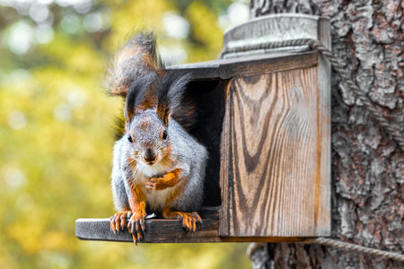 a squirrel sits on a squirrel feeder. image of a squirrel with space for description. squirrel...