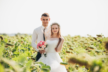 Wedding couple posing in a field of sunflowers.の写真素材